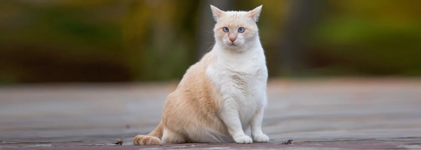 treats and obesity for cats