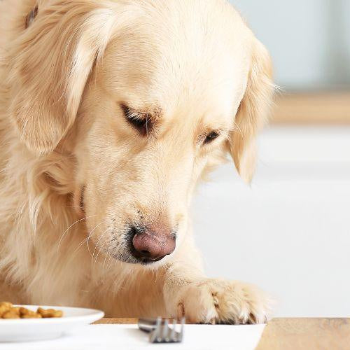 How Often Should You Feed Your Dog? - Petsy