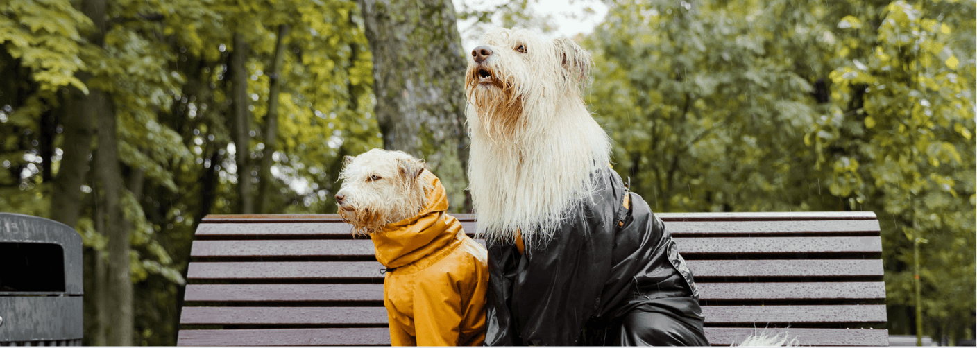 Top 5 Pet Essentials For Monsoon Walks - Petsy