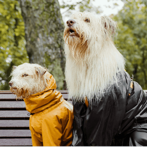 Top 5 Pet Essentials For Monsoon Walks - Petsy