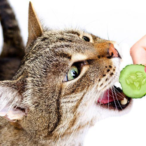 What Can My Cat Eat? - Petsy