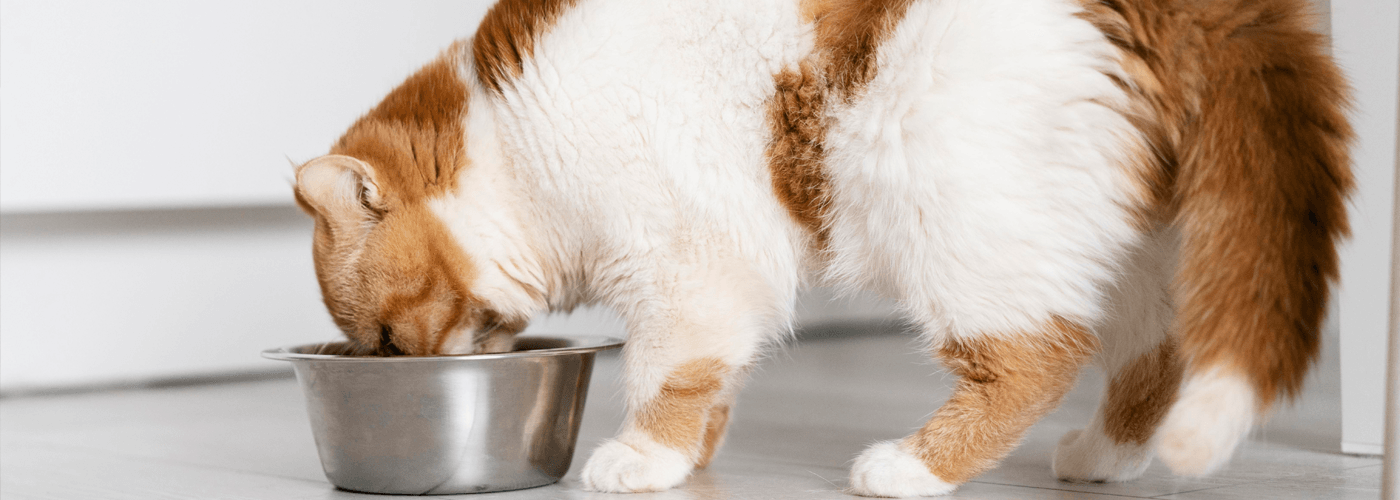 What to look for when buying cat food? - Petsy