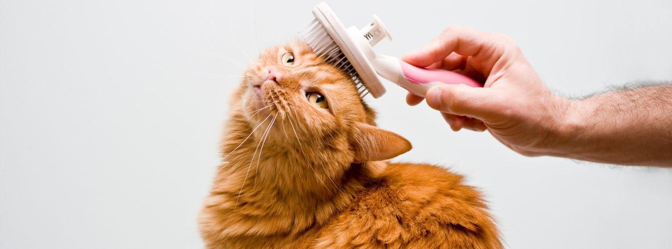 How to Groom Your Cat - Petsy