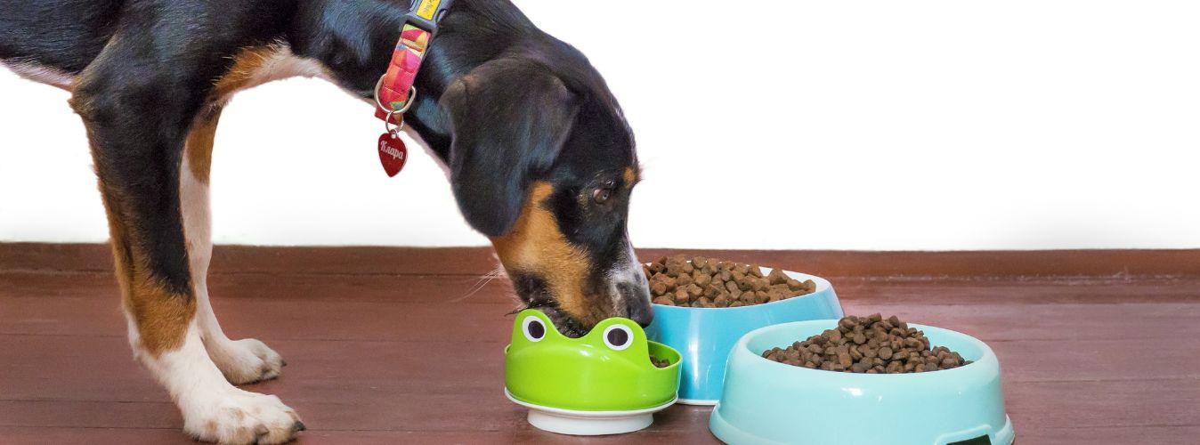Top 6 Tips On Choosing The Right Dog Food - Petsy