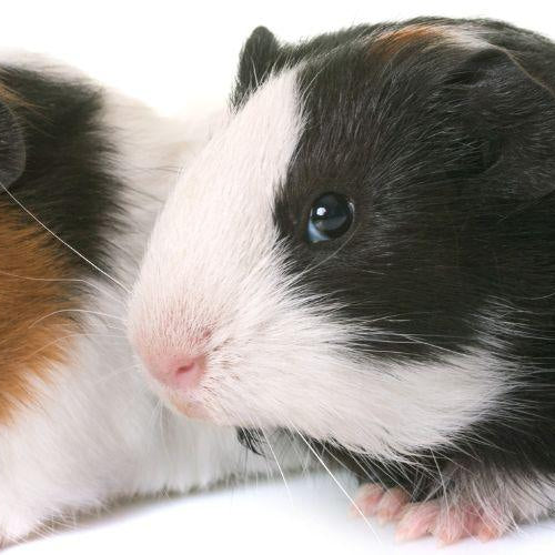 Here’s What No One Tells You About Guinea Pigs - Petsy