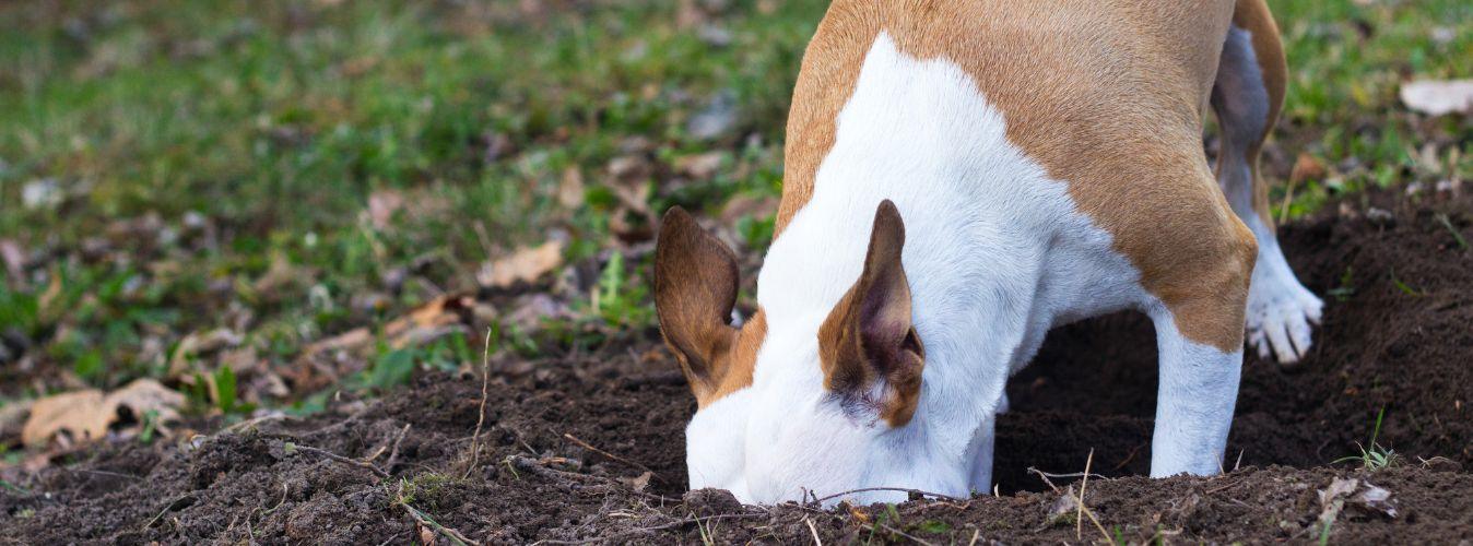 How to Stop Your Dog From Digging - Petsy