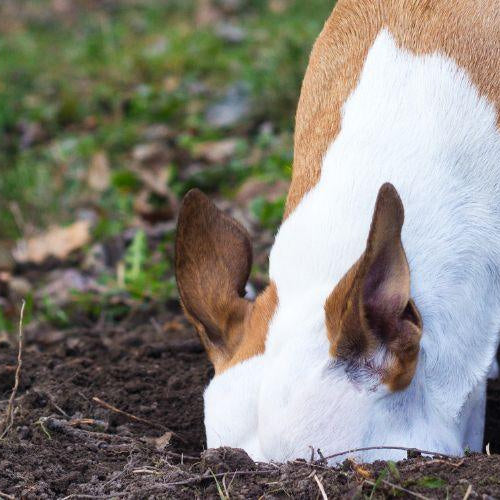 How to Stop Your Dog From Digging - Petsy