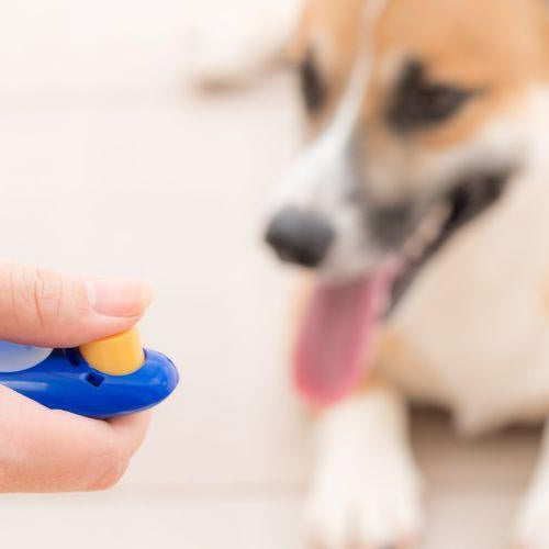 What Is Clicker Training? - Petsy