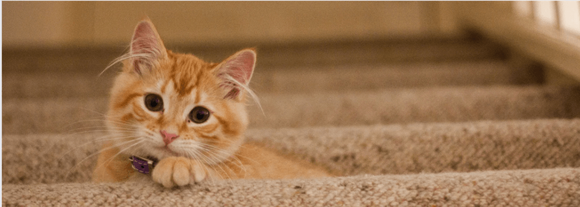 All You Need To Know About Cat Litter! - Petsy