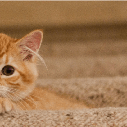 All You Need To Know About Cat Litter! - Petsy
