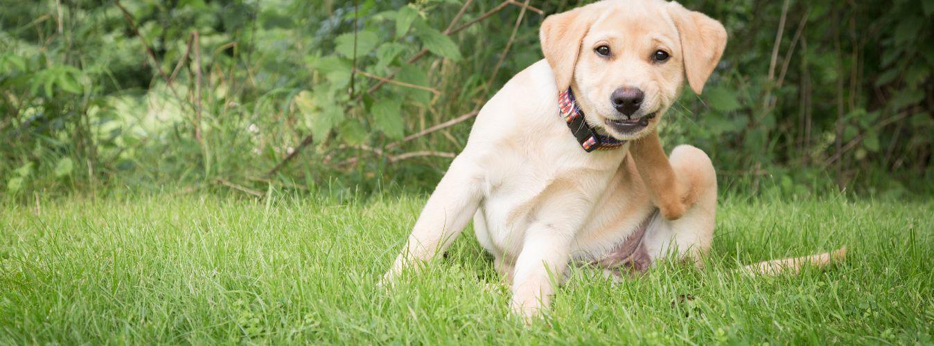 Preventing and Treating Fleas and Ticks - Petsy