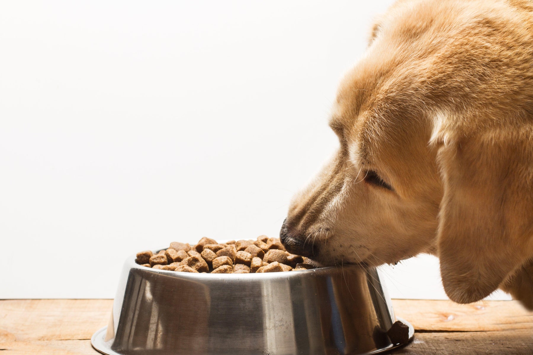How to choose the best dry dog food? - Petsy