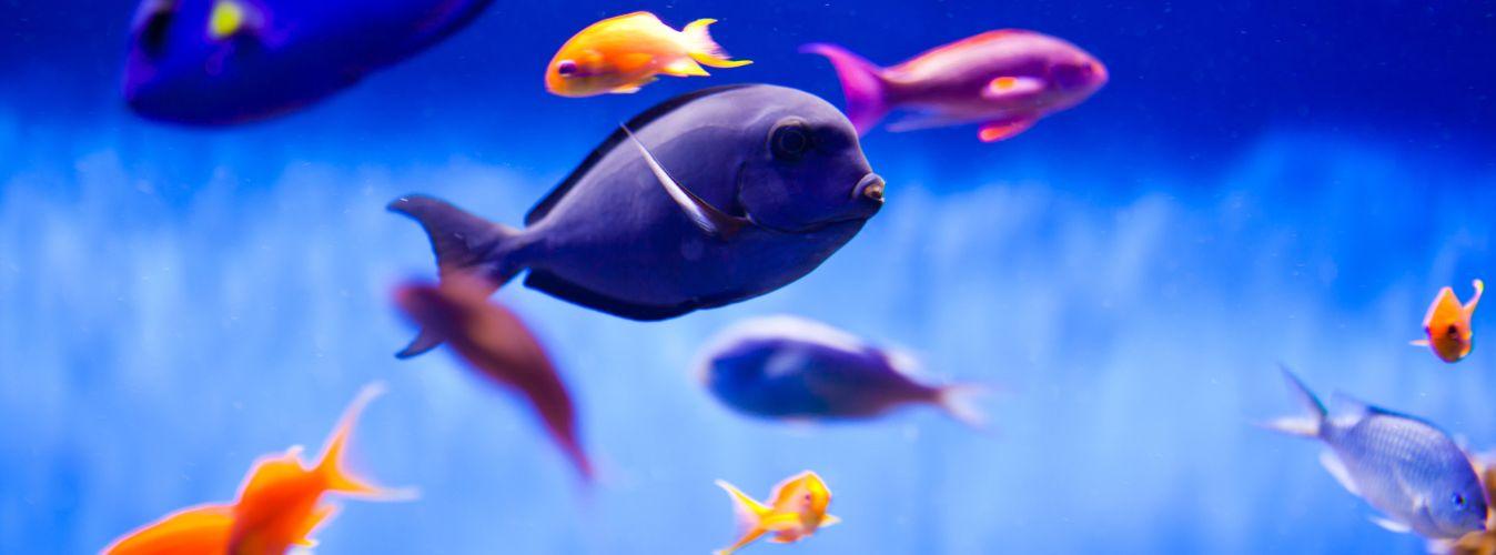 How to Care For Your New Pet Fish - Petsy