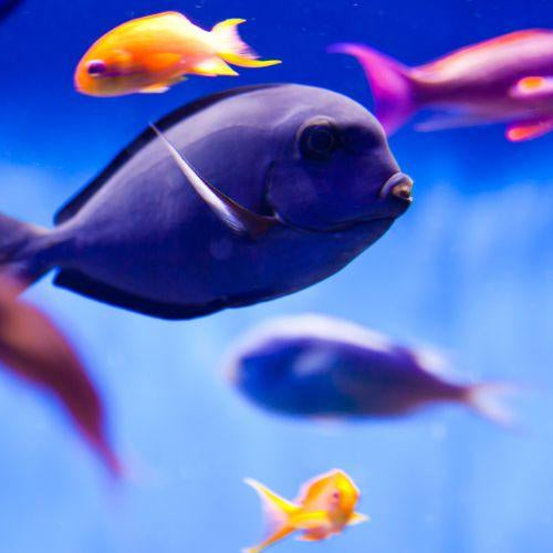 How to Care For Your New Pet Fish - Petsy
