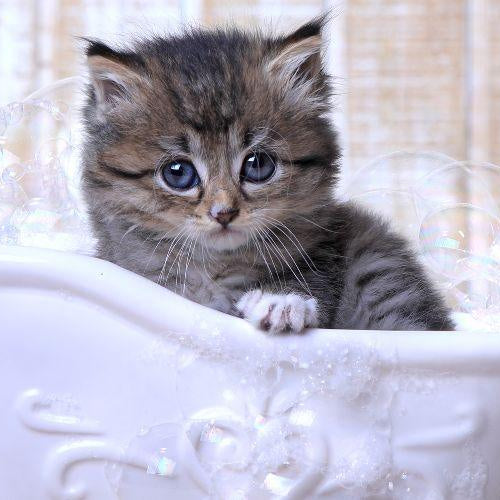 Do Cats Need Baths? - Petsy