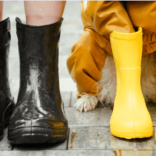 Is Your Pet Ready For The Monsoon? - Petsy