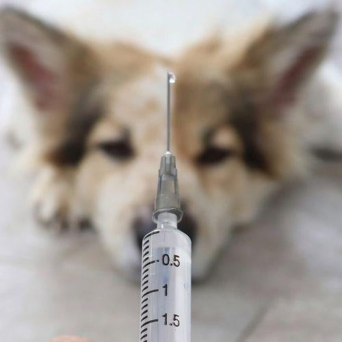 Importance of Vaccinations - Petsy