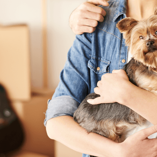Top 10 gifts for pet parents! - Petsy