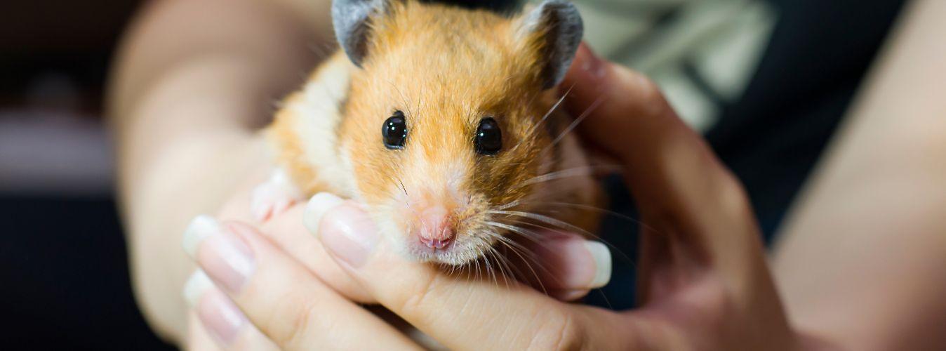Feeding Pet Hamsters - Petsy