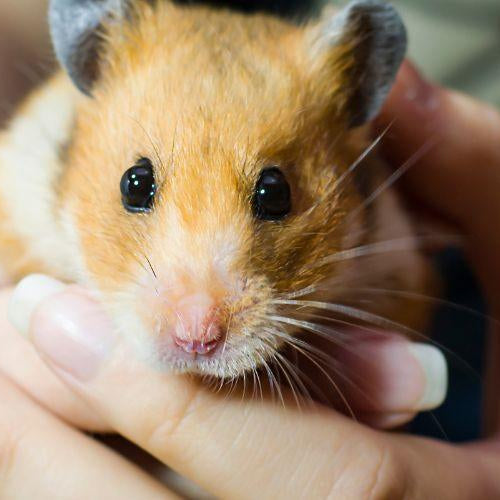 Feeding Pet Hamsters - Petsy
