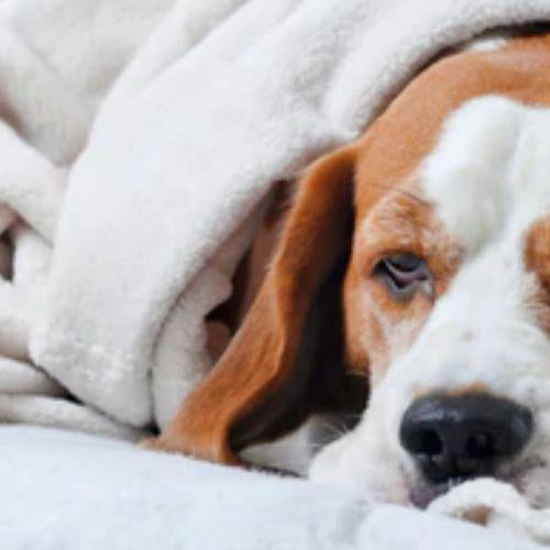 Why Does My Dog Vomit in the Morning? - Petsy
