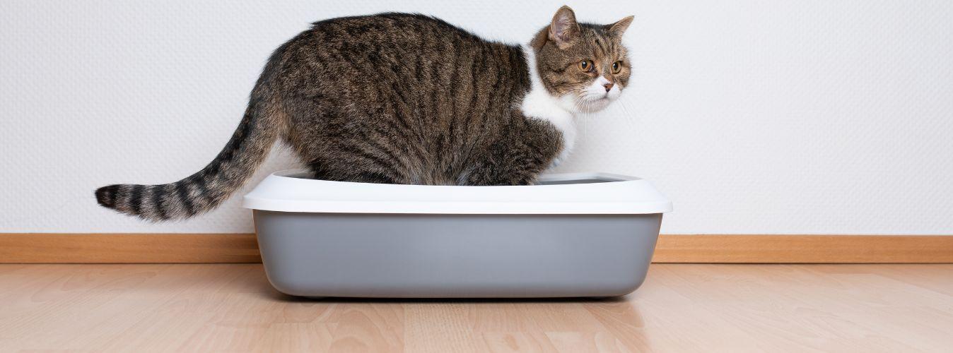 Where Should I Put My Cat’s Litter Box? - Petsy