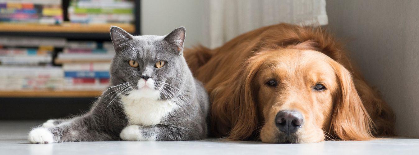 How to Prepare Your Pet to Be Alone at Home Again? - Petsy