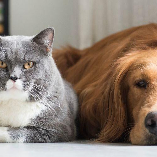 How to Prepare Your Pet to Be Alone at Home Again? - Petsy