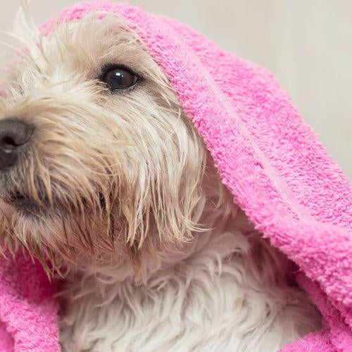 Bathing Your Dog at Home - Petsy