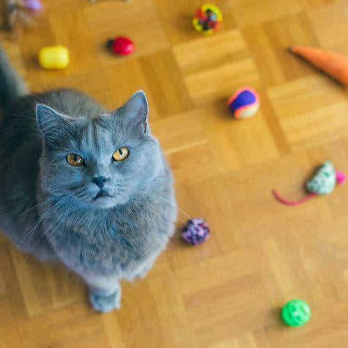 Types of Cat Toys - Petsy