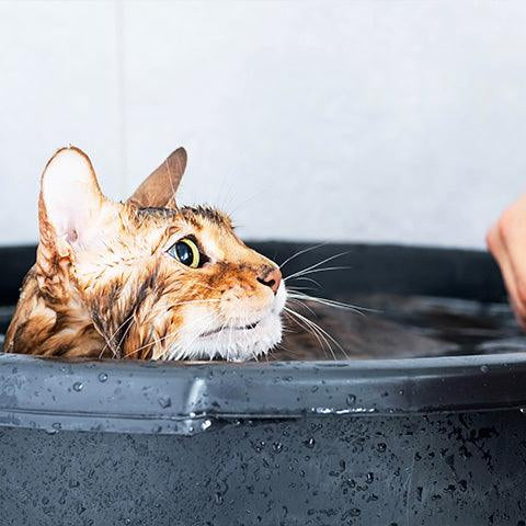 How to bathe your cat easily? - Petsy