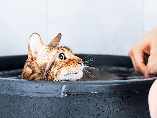 How to bathe your cat easily? - Petsy