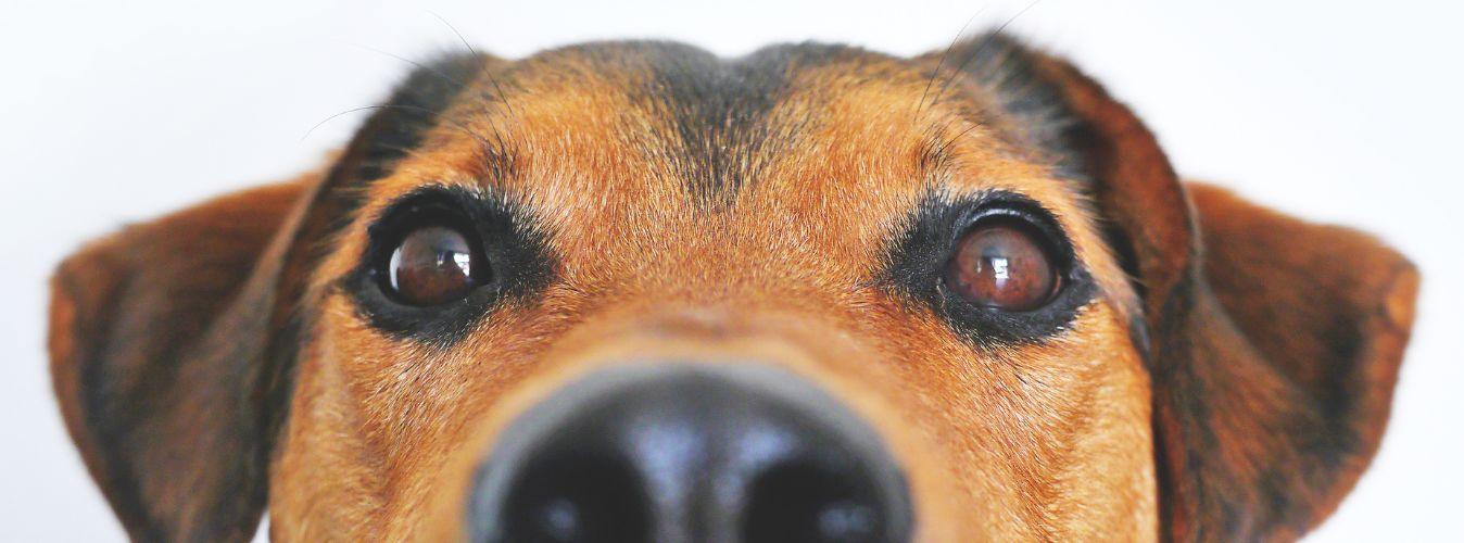 How to Clean Tear Stains Around My Dog’s Eyes - Petsy