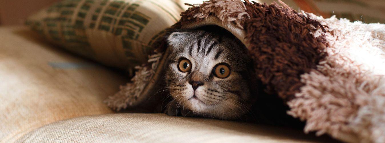 10 Warning Signs of Cancer Every Cat Parent Should Know - Petsy