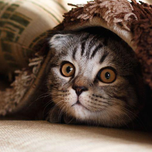 10 Warning Signs of Cancer Every Cat Parent Should Know - Petsy