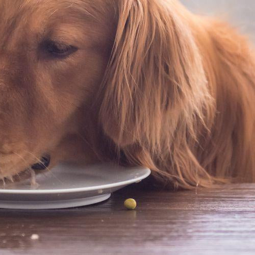 Dog Food - Do’s and Don’ts - Petsy