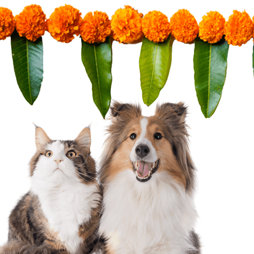 How to celebrate a pet-friendly Diwali? - Petsy