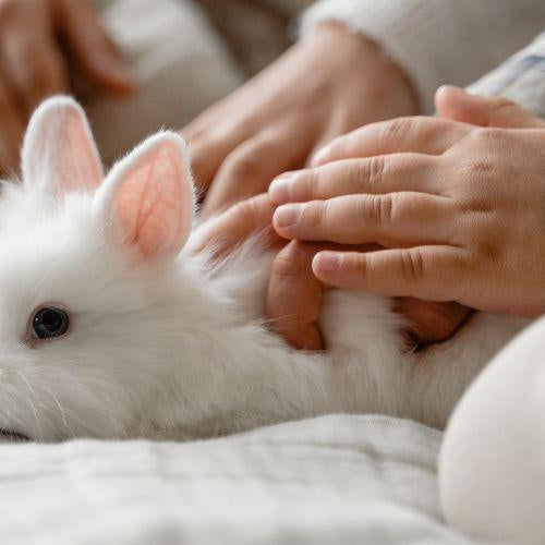 Bunny Proofing Your Home - Petsy