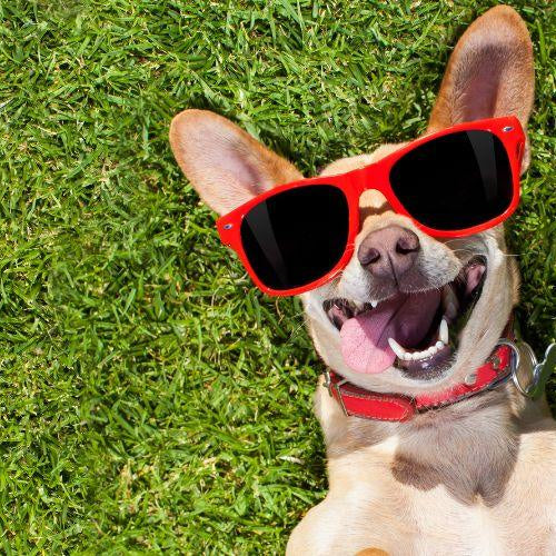 15 Fun Facts About Dogs - Petsy