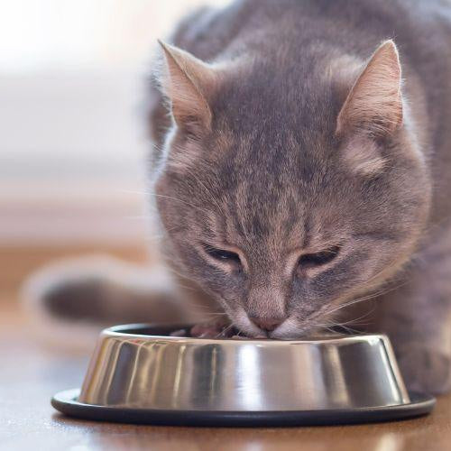 Top 6 Signs Your Pet Needs A New Diet - Petsy