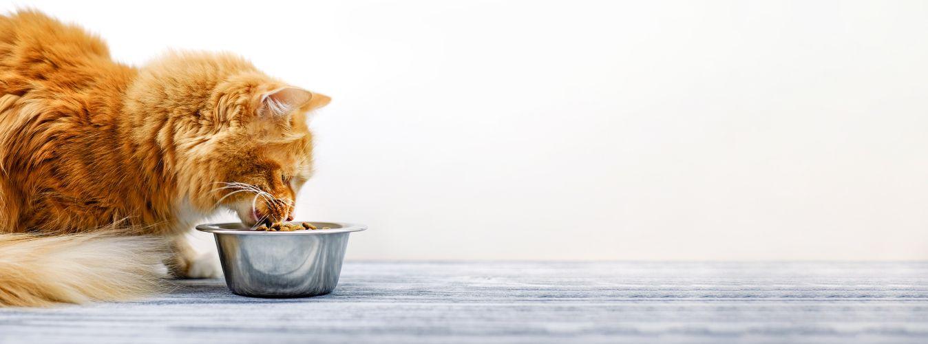 Dry vs Wet Food for Cats - Petsy