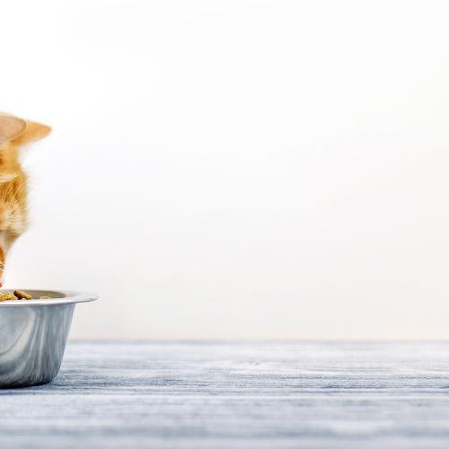 Dry vs Wet Food for Cats - Petsy