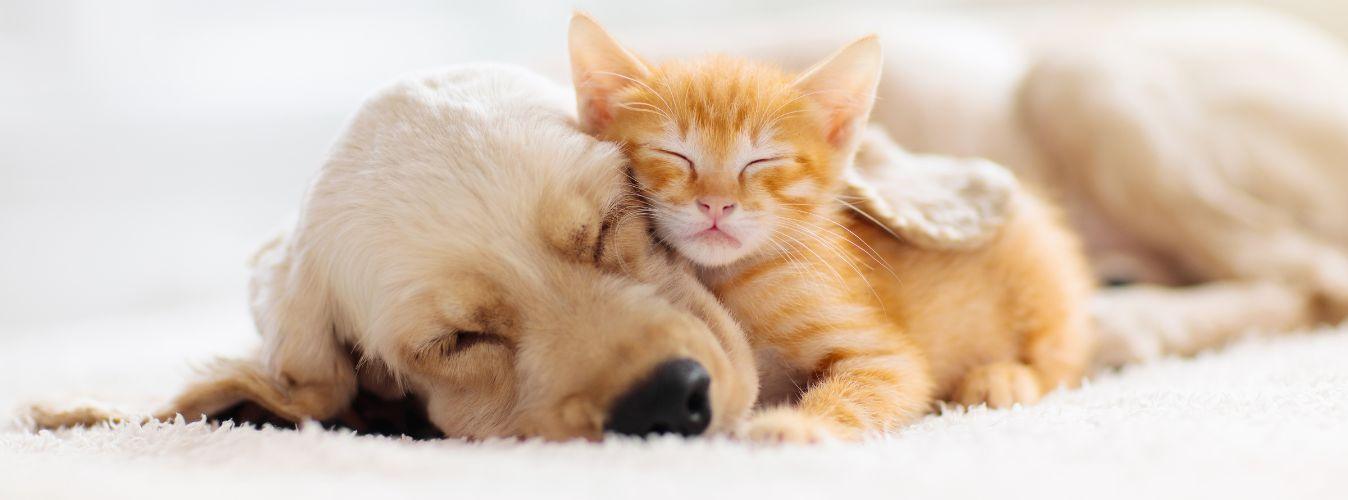 Why Do Pets Need a Personal Bed? - Petsy