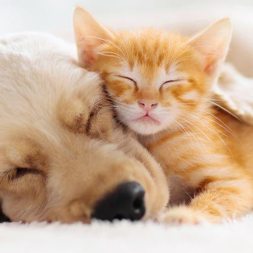 Why Do Pets Need a Personal Bed? - Petsy
