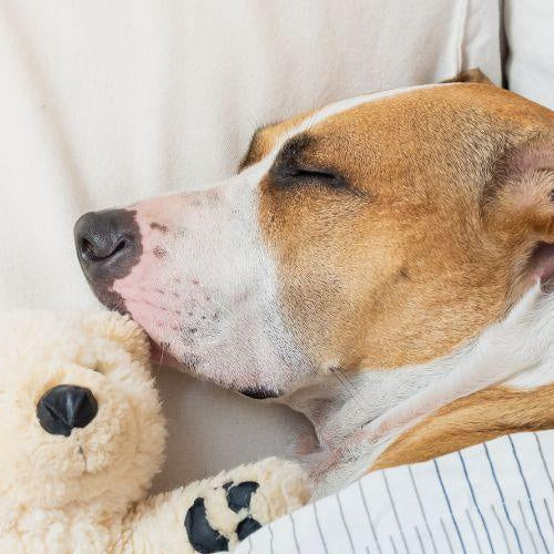 Should I Get a Bed, Kennel or Crate for My Dog? - Petsy