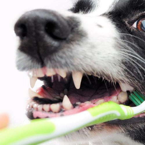 How Do I Brush My Dog’s Teeth? - Petsy