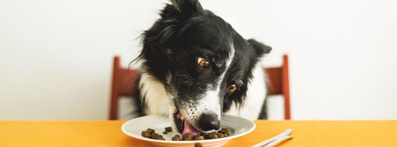 Home-Cooked Versus Commercial Pet Food - Petsy