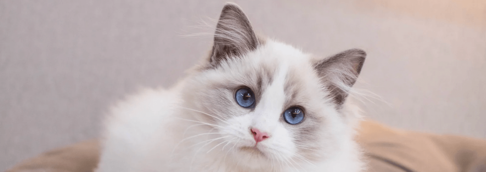 What Can I Give My Cat As Treats? - Petsy