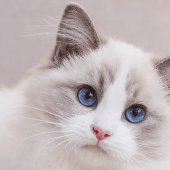 What Can I Give My Cat As Treats? - Petsy