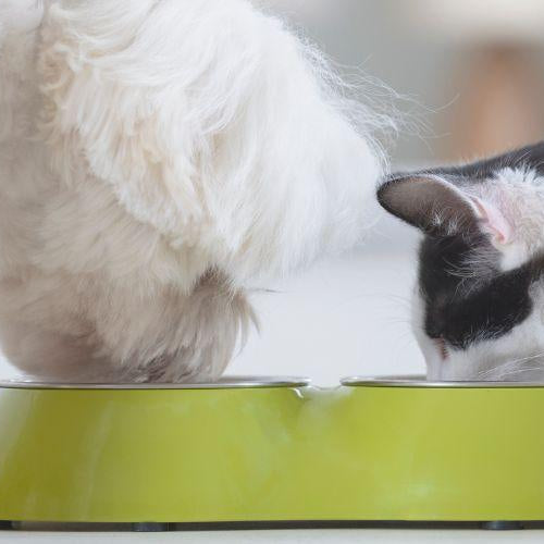 Transitioning Your Pet’s Food - Petsy